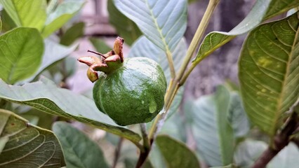 Unripe Guava Fruits (Psidium guajava) on Tree with Leaves – Close-Up in Tropical Outdoor Garden – Farming, Agriculture, and Botanical Concept