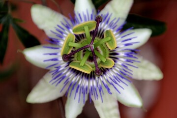 planta flor maracujá - Passiflora edulis 