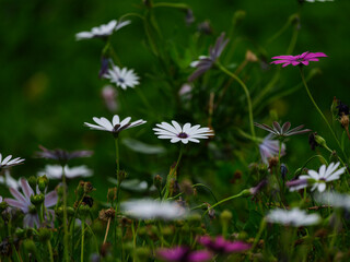 beautiful flowers in the nature