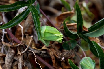 Obraz premium planta flor maracujá - Passiflora edulis 