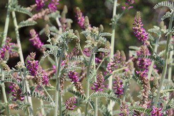 Braunton Milkvetch, Astragalus Brauntonii, a captivating native synoecious perennial suffrutescent herb displaying axillary raceme inflorescences during Spring in the Santa Monica Mountains.