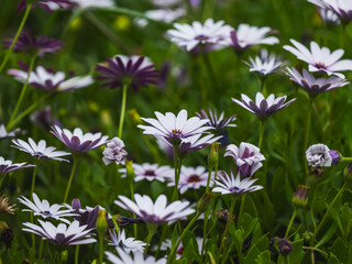 beautiful flowers in the nature
