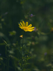 beautiful flowers in the nature