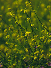 beautiful flowers in the nature