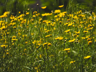 beautiful flowers in the nature