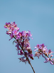 beautiful flowers in the nature
