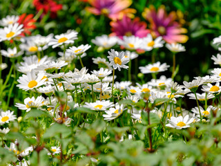 beautiful flowers in the nature