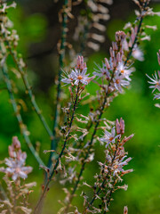 beautiful flowers in the nature