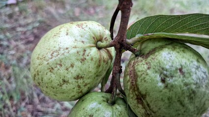 Raw Green Guava Fruits (Psidium guajava) Still Attached to Tree – Tropical Fruit Growing on Branch – Agriculture and Organic Harvest Concept