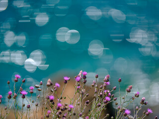 beautiful flowers in the nature