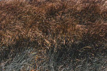 beautiful reeds in the lake