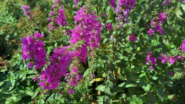 Purple loosestrife (Lythrum salicaria) with green leaves swaying in the wind in sumer. Sunny day outdoors, landscape design, gardening, species of flowers for back yard decoration