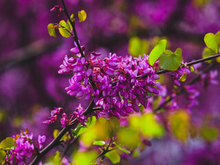 beautiful flowers in the nature