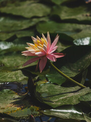 beautiful lotus flower in the forest