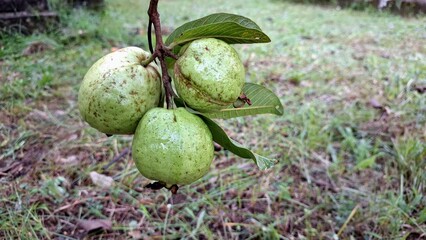 Unripe Green Guava Fruits Hanging on Tree Branch in Tropical Garden – Psidium guajava Close Up – Organic Farming and Botanical Nature Background