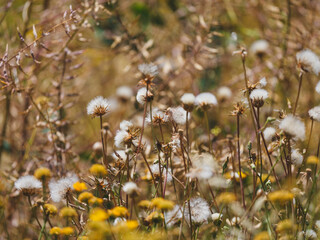 beautiful flowers in the nature
