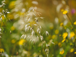 beautiful flowers in the nature