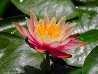 beautiful lotus flower in the forest