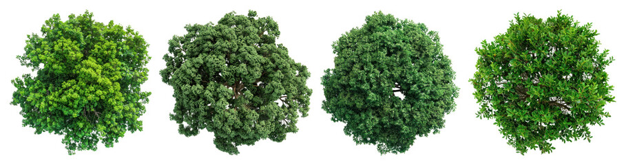 PNG Lush green tree tops view, element set on transparent background