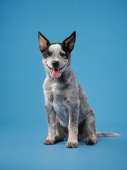 A blue heeler looks playfully toward the camera on a blue backdrop, showcasing its spirited and lively nature. The bright setting adds vibrancy to the dog's engaging personality.