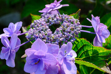 紫　紫陽花
