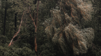 Weeping willow or other tree with hanging branches in a dense, dark forest, horizontal