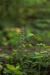 Single Upright Flower Spike Of Blue Bugleweed Backlit By Soft Sunlight In A Green Forest Setting. Woodland Wildflower Detail.