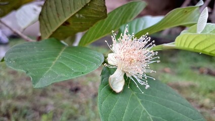 Macro Photo of Blooming Guava Flower on Tree – Psidium guajava Tropical Fruit Blossom with White Petals and Filaments – Nature Close-Up for Botanical or Agricultural Use