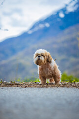 shih tzu dog walks along a mountain road 