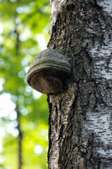 A Large Hoof Shaped Bracket Fungus (Tinder Fungus) Growing On The White Bark Of A Birch Tree....