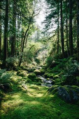 Lush Forest Path With Stream