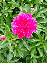 Close-up of a beautiful burgundy peony flower against a background of green leaves