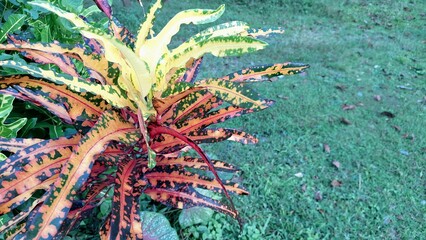 Vibrant Croton Plant Leaves, Colorful Codiaeum Variegatum Foliage in Tropical Garden, Ornamental Shrub © Muhammad Nashieh