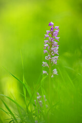 helm knabenkraut orchis militaris military orchid