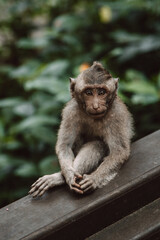 Obraz premium Long-Tailed Macaque Sitting Calmly in Sacred Monkey Forest, Ubud