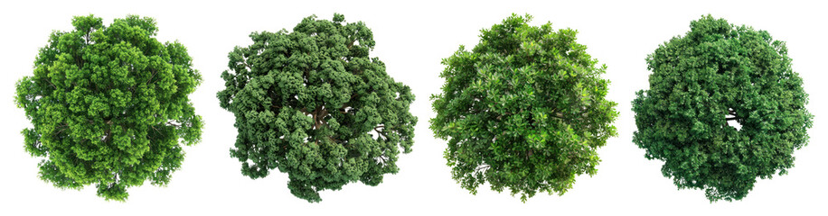 Fototapeta premium PNG Lush green tree canopy variations, element set on transparent background