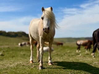 Obraz premium Seven Sisters horse