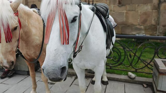 White horse with red leather forelock decoration waiting for tourists near a metal fence