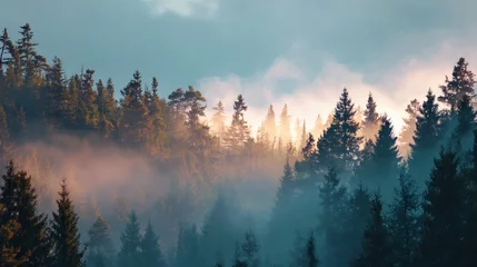 Wandcirkels Mistig bos Stunning view of trees in a misty forest with the sun breaking through the fog.  © Gabriel