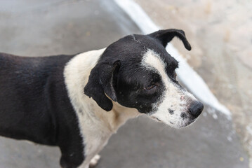 Close-up portrait of a beautiful black and white dog.