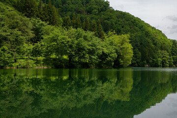 湖面に映る新緑の森　長野県大町市　中綱湖