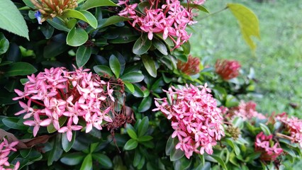 Floral Background of Pink Ixora Blooms and Green Leaves – Beautiful Exotic Flowers in Tropical Climate for Stock Photography and Botanical Projects