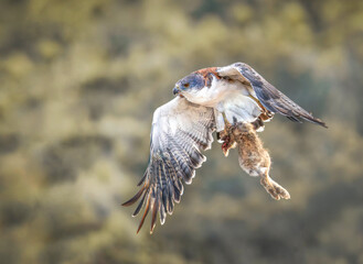 Aguilucho Ñanco cazando liebre