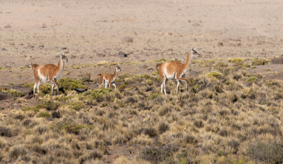Guanaco Familia