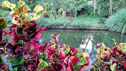 Decorative Croton Plant's Kaleidoscope of Color: Close-Up on its Brightly Variegated Leaves Showcasing Rich Patterns  © Muhammad Nashieh