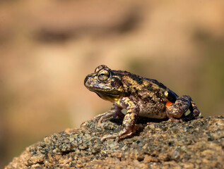 sapo de Achala, sapito achaleño endemico de sierras cordobesas