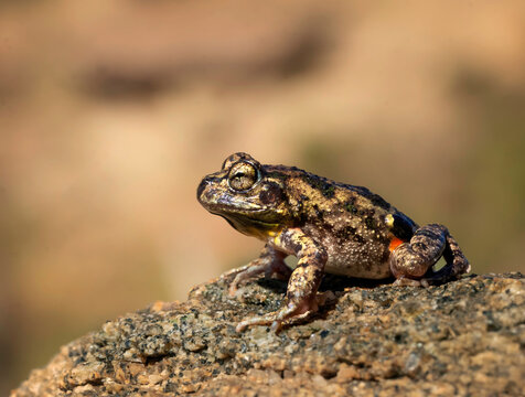 sapo de Achala, sapito achale&ntilde;o endemico de sierras cordobesas