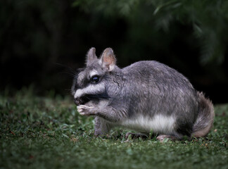 Vizcacha roedor nocturno
