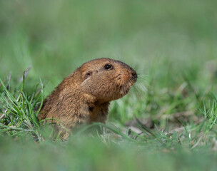 tuco tuco roedor, subterráneo cavador de túneles
