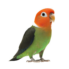 Close-up of a colorful lovebird isolated on trransparent background.